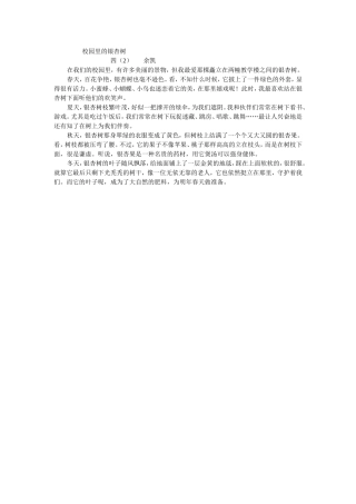 校园里的银杏树