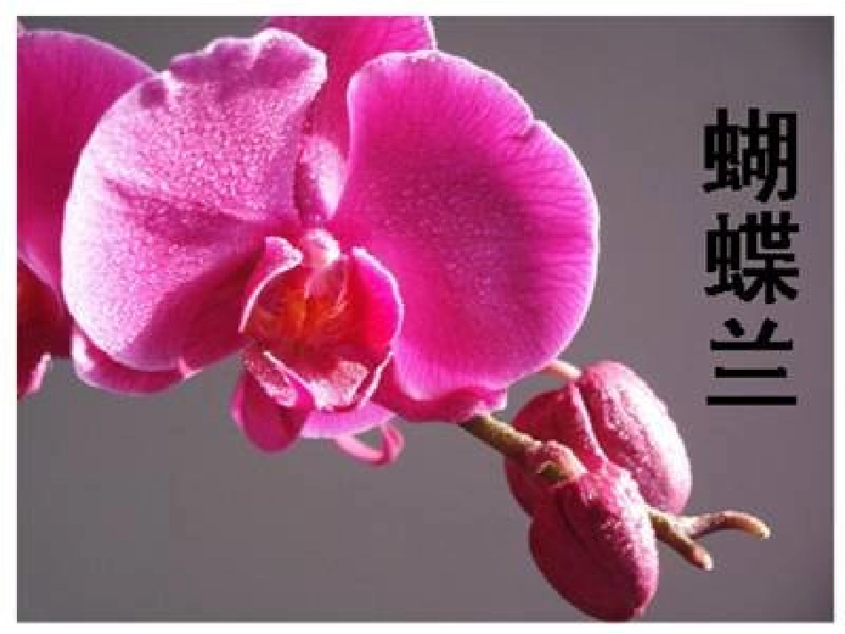 花儿为什么这样红 (2)_第2页