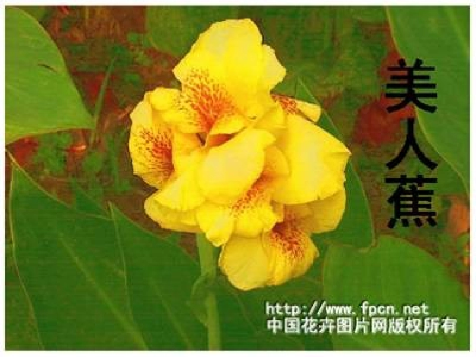 花儿为什么这样红 (2)_第3页