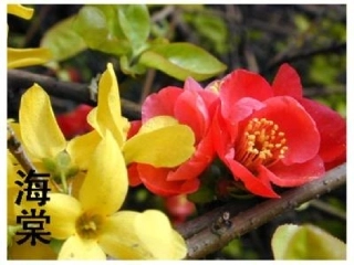 花儿为什么这样红 (2)