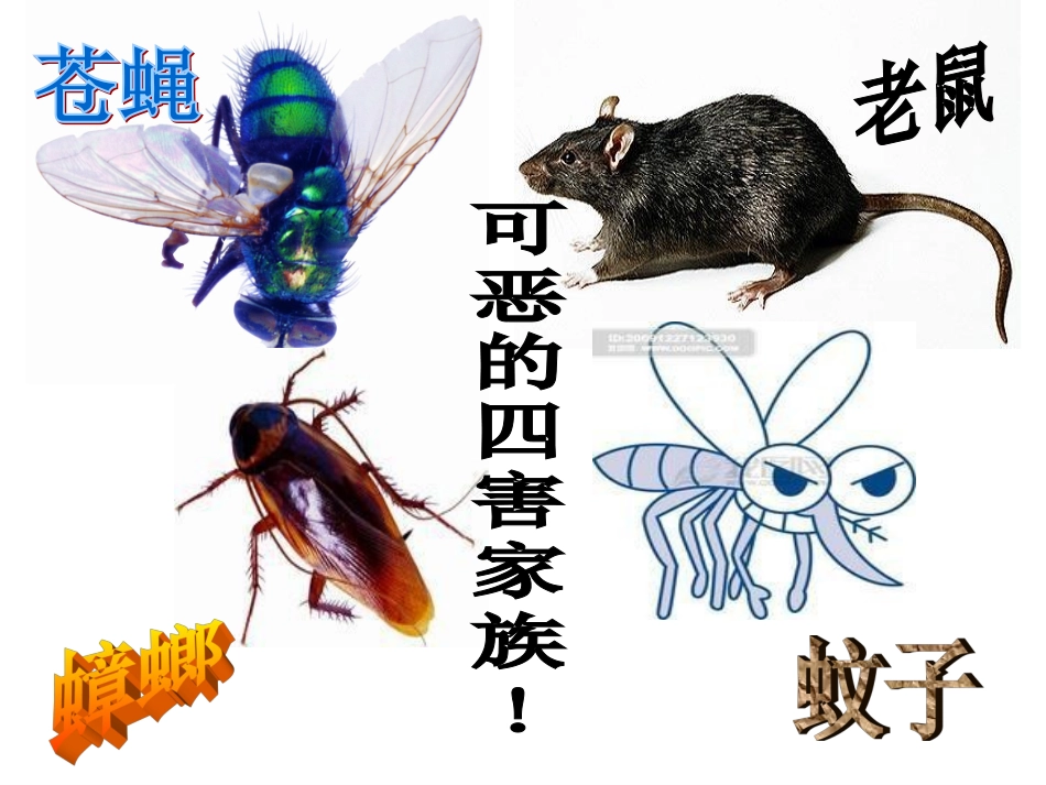 主题班会-四害_第3页