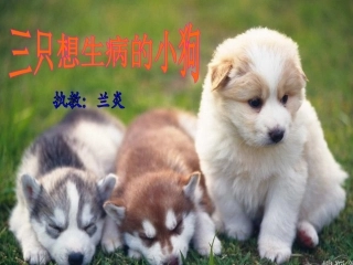 三只想生病的小狗