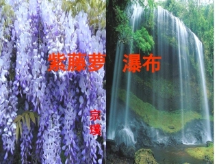 紫藤萝瀑布-副本