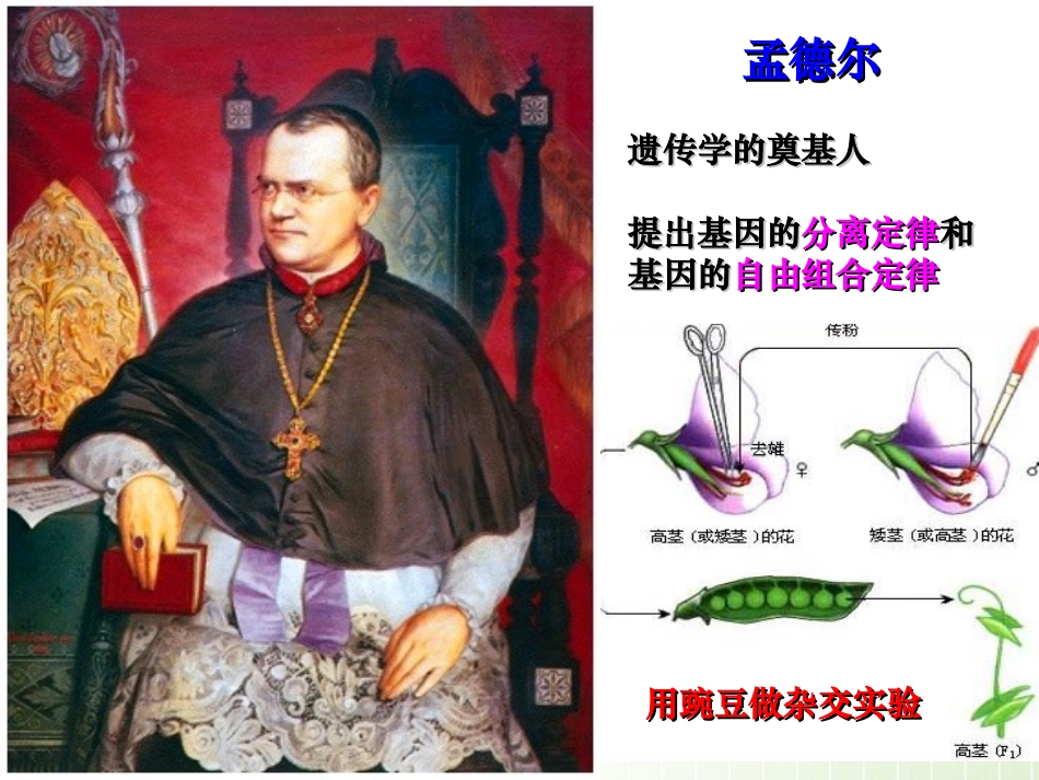 高考专题复习___基因的分离定律_第2页