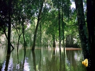 雨林的毁灭——世界性灾难_课件(公开课专用)418