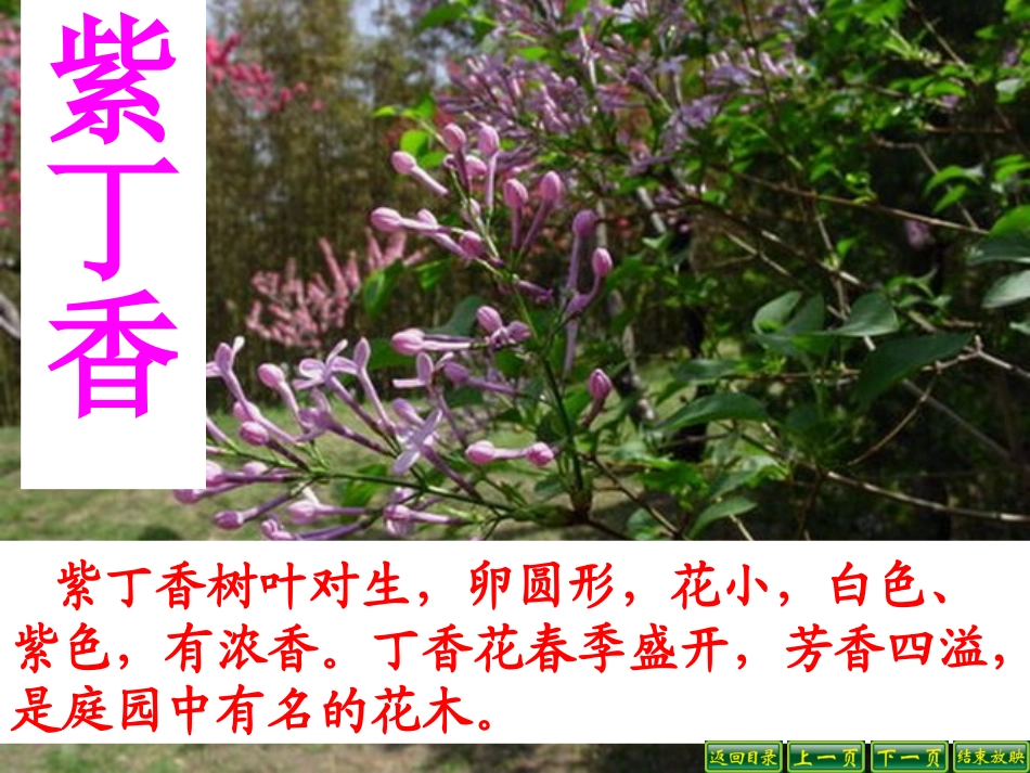 一株紫丁香课件 (3)_第3页