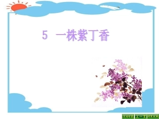 一株紫丁香课件 (3)