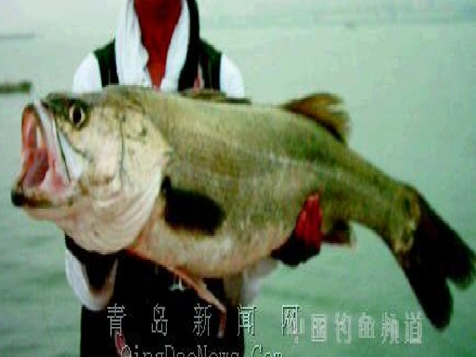 《“你必须把这条鱼放掉！”》_第1页