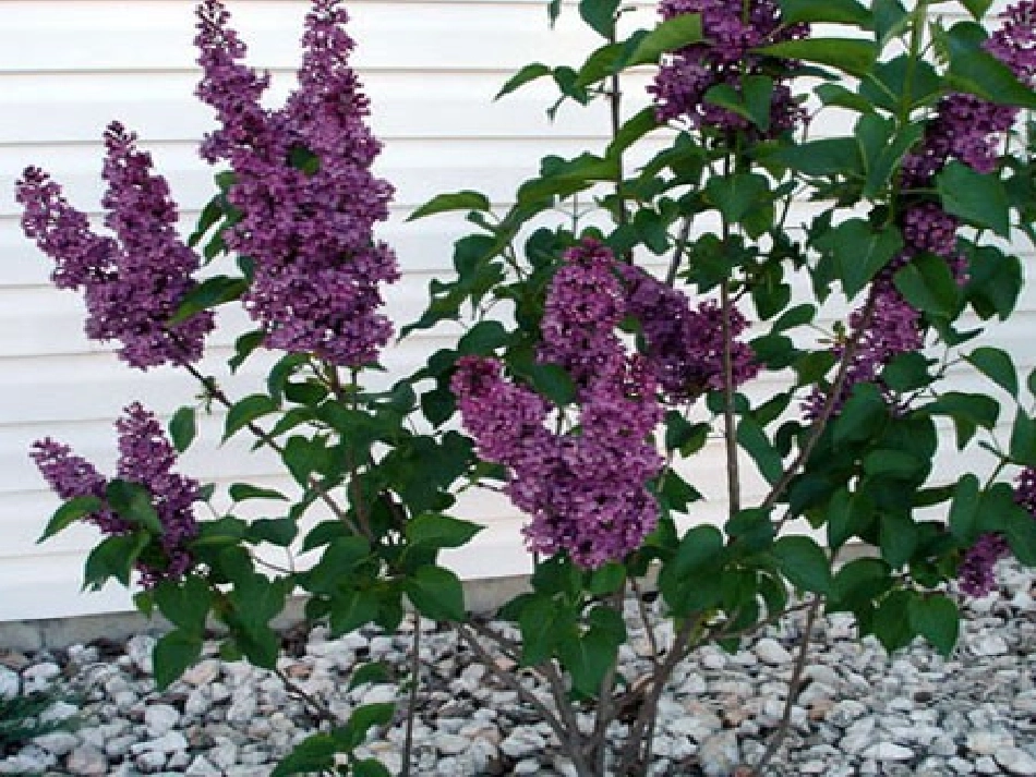 一株紫丁香课件 (2)_第2页