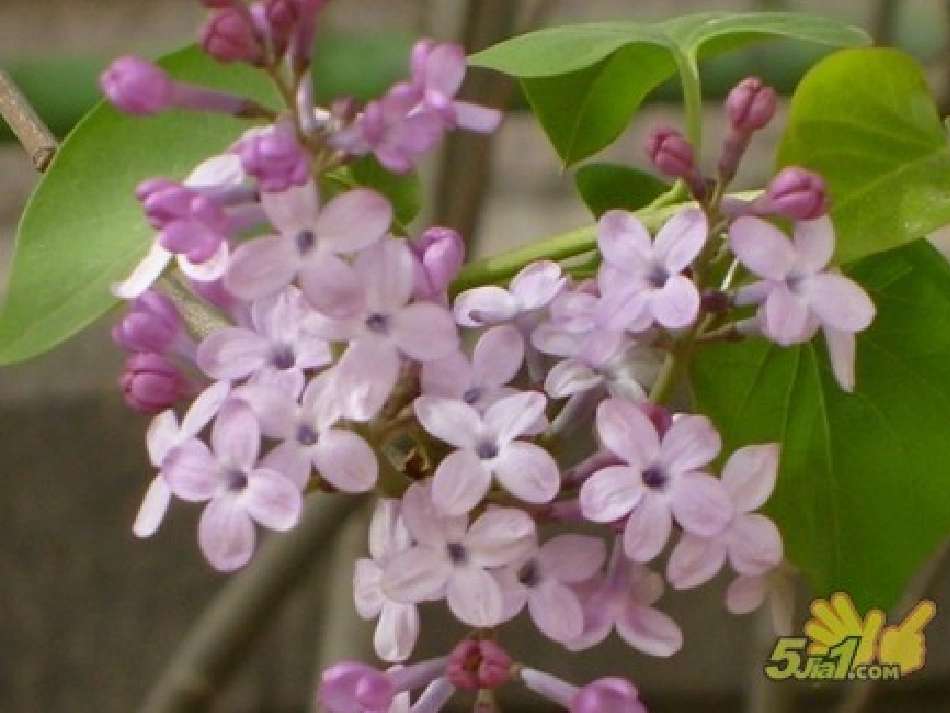 一株紫丁香课件 (2)_第3页