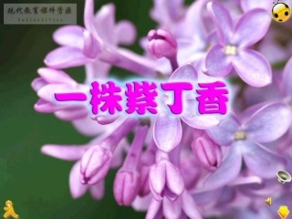 一株紫丁香课件 (2)