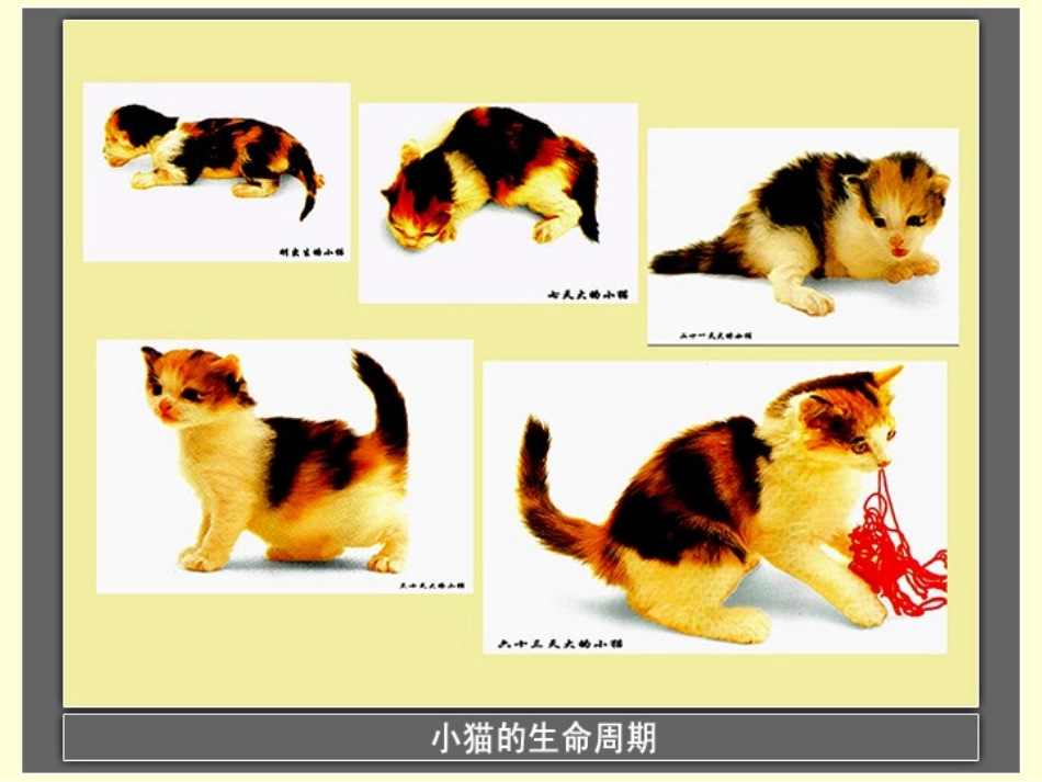 植物的生长变化_第2页