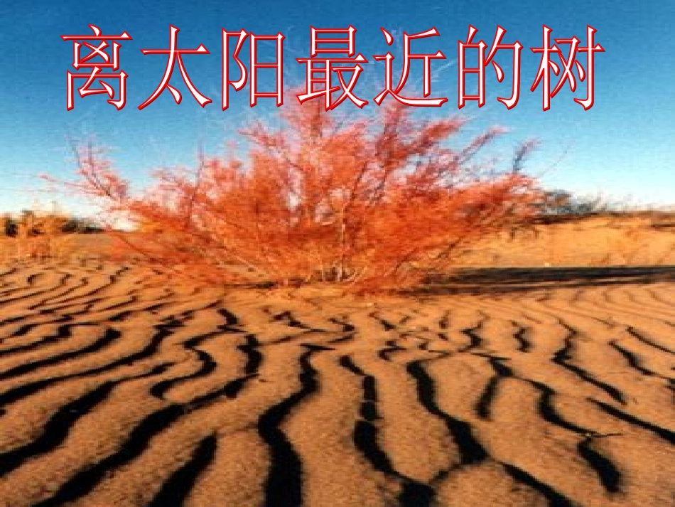 离太阳最近的树_第1页
