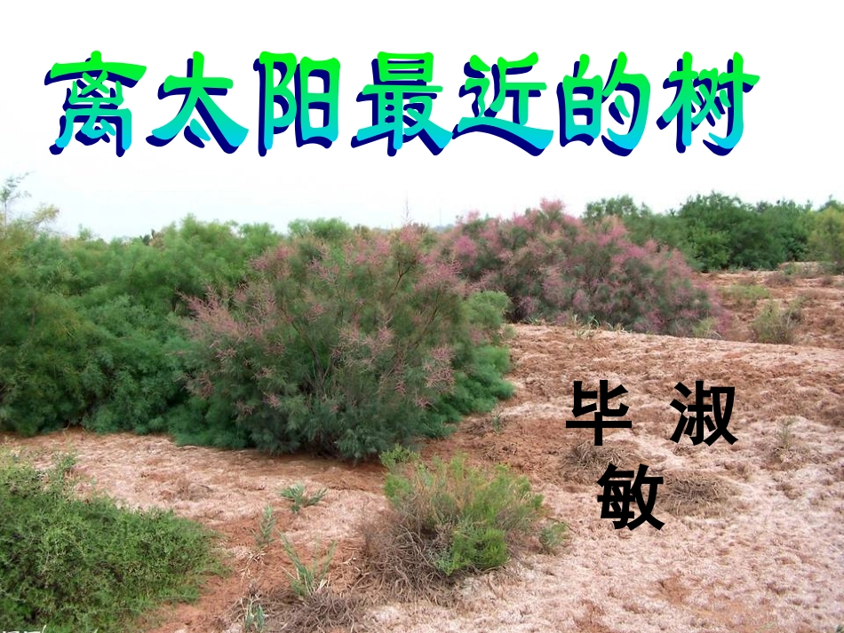 离太阳最近的树_第2页