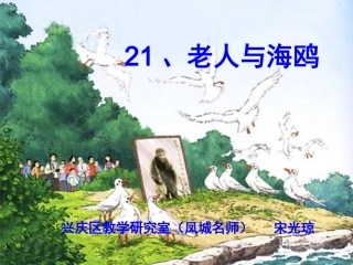 老人与海鸥(讲课)