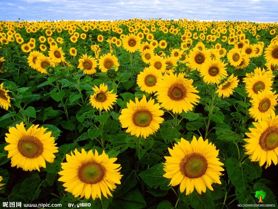 常见的农作物_第1页