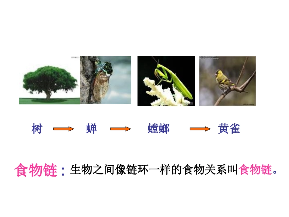 《有趣的食物链》_第2页