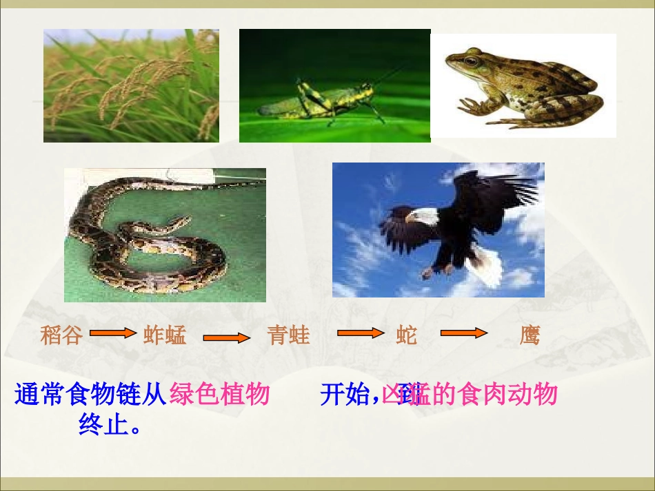 《有趣的食物链》_第3页