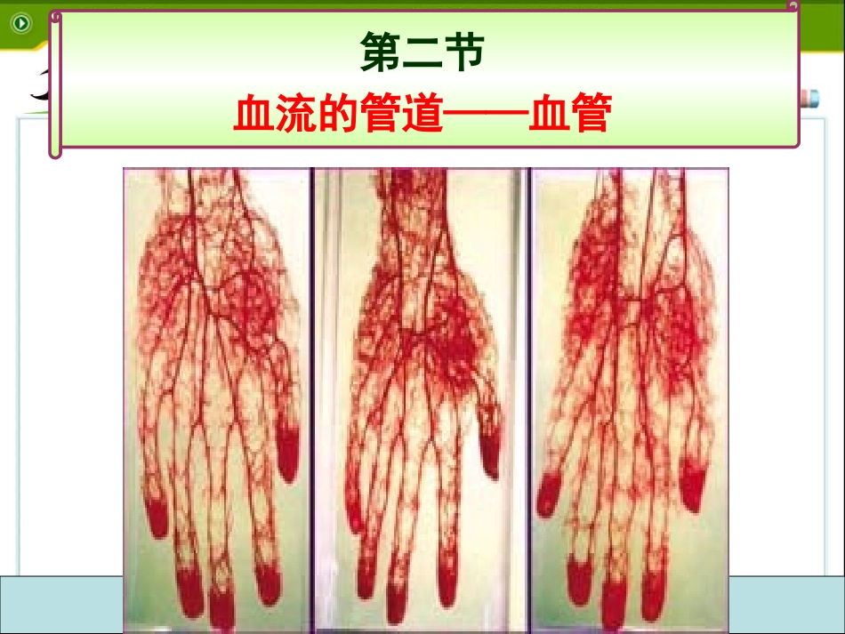 血流的管道——血管_第1页