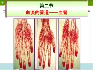 血流的管道——血管