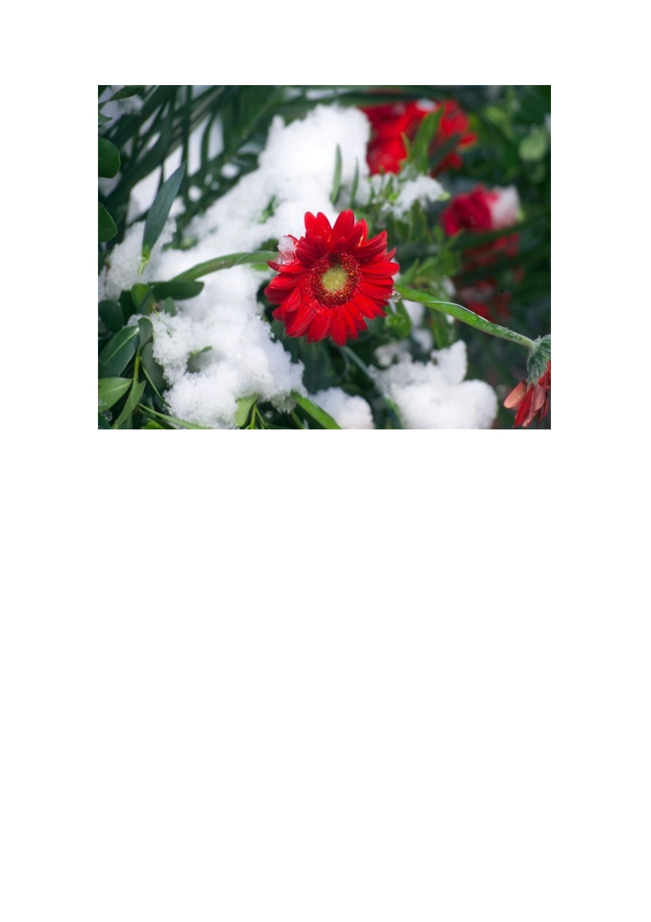 二十四节气之小雪_第1页