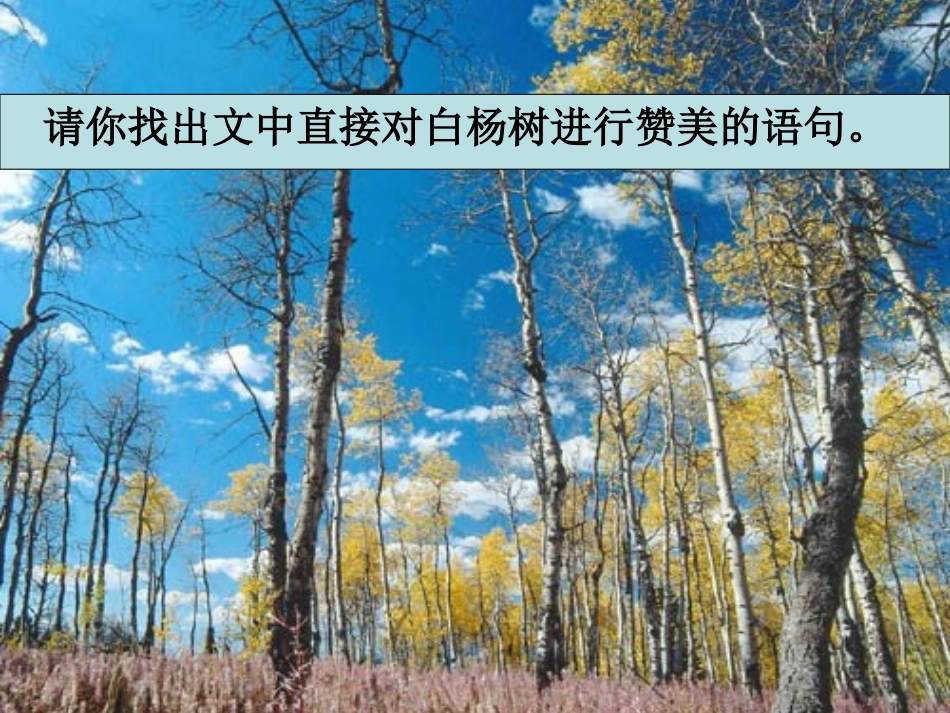 白杨礼赞 (2)_第3页