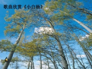 白杨礼赞 (2)