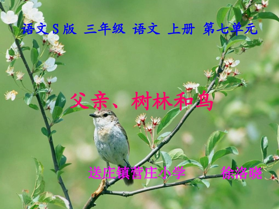 父亲树林和鸟课件语文S版三年级语文上册课件_第1页