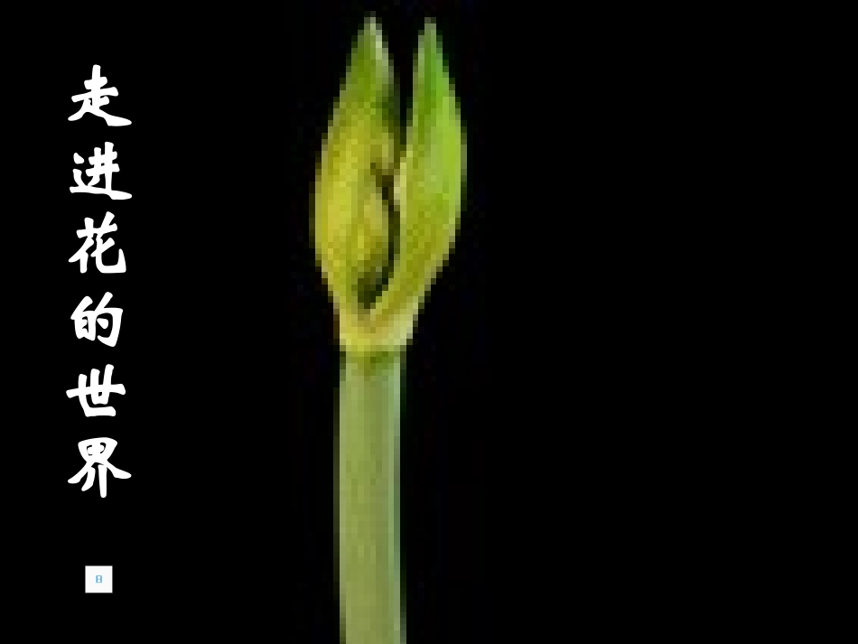 开花和结果 (2)_第1页