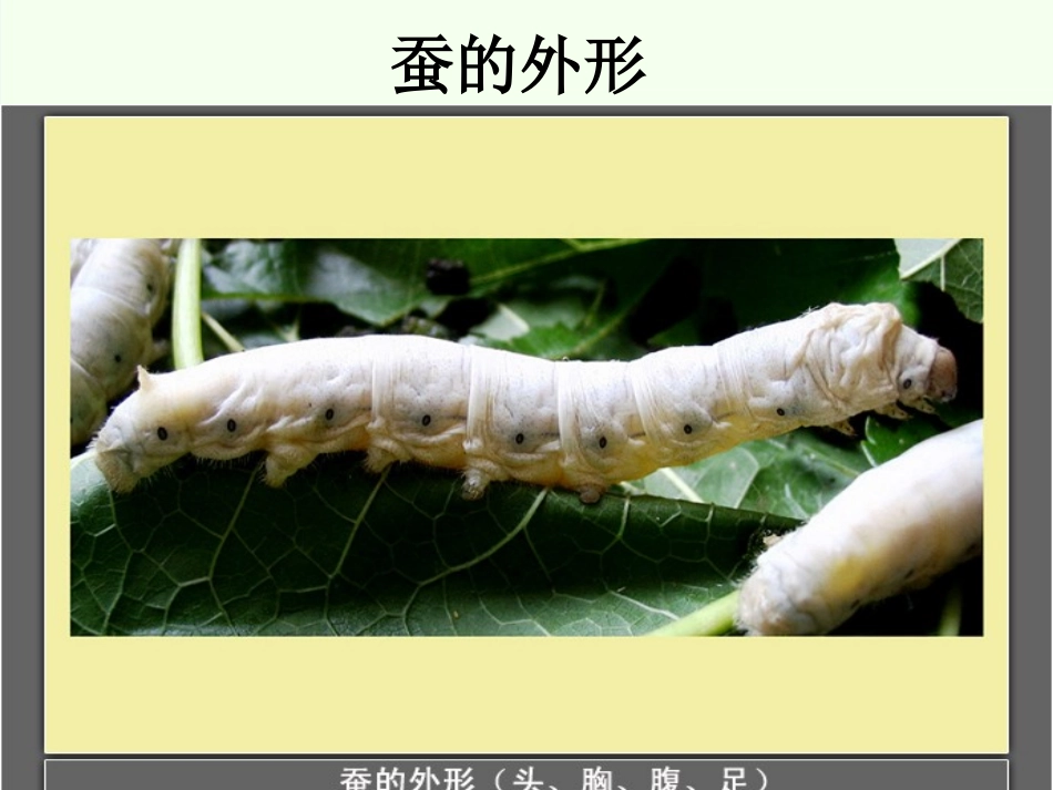 蚕的生长变化课件_第2页