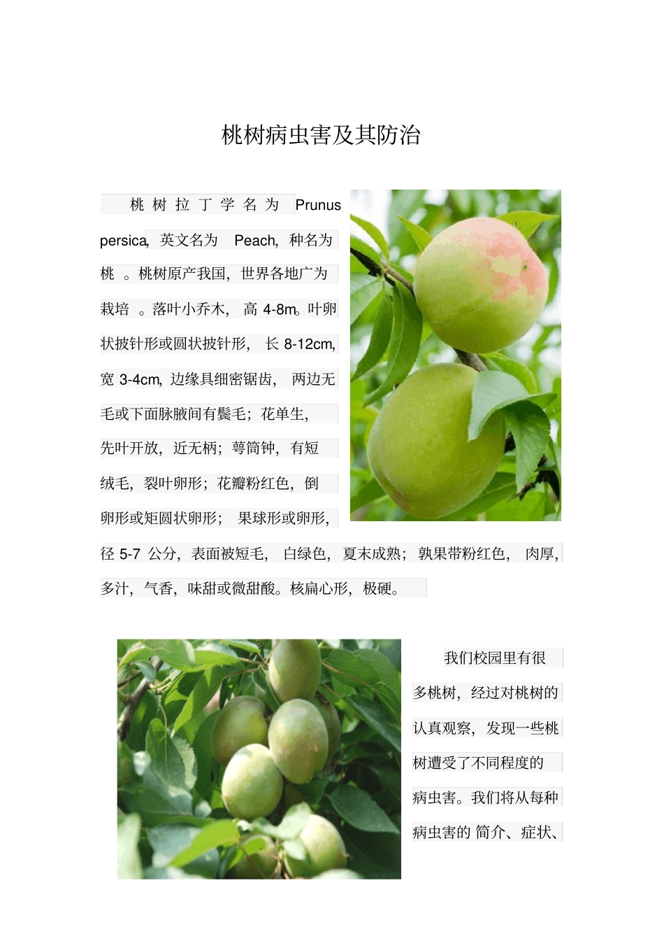 植物病理学论文分析_第1页