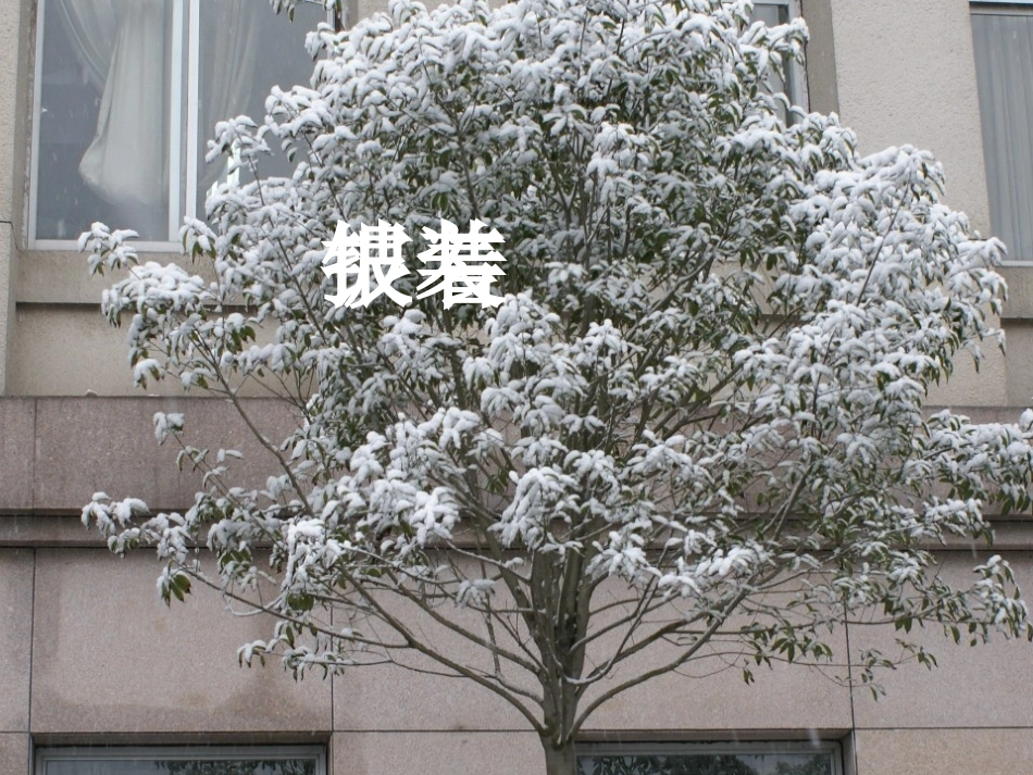 《看雪》很好课件_第3页