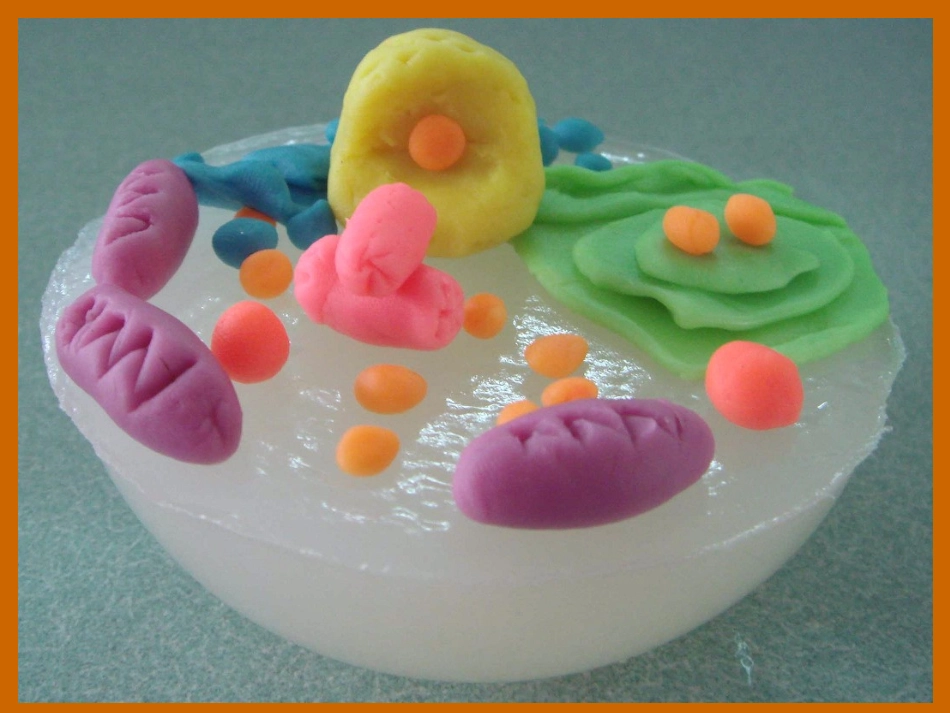 细胞核的结构和功能_第2页