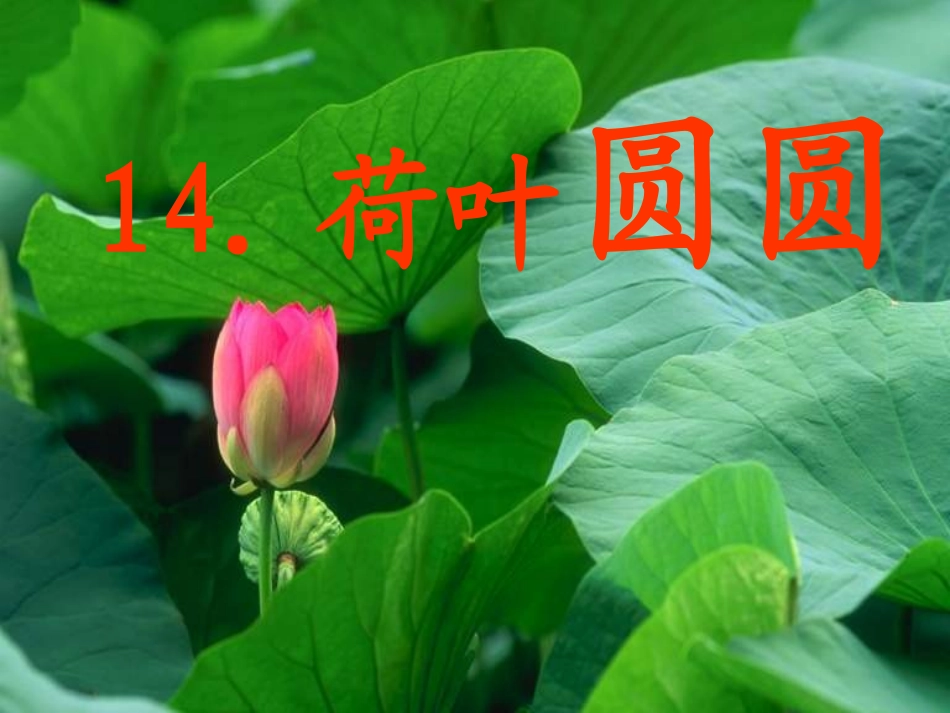一年级下册荷叶圆圆课件_第2页