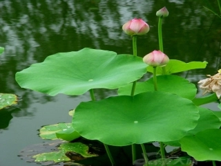一年级下册荷叶圆圆课件