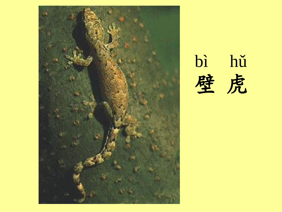 《小壁虎借尾巴》教学课件_第1页