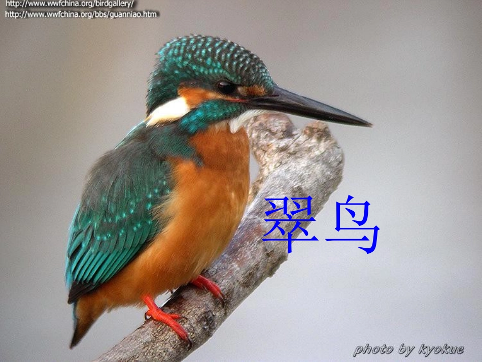 《翠鸟》课件 (2)_第2页