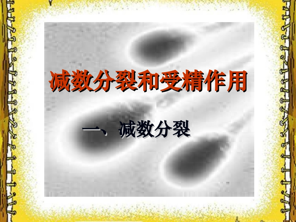 减数分裂和受精作用(高一上课)_第1页