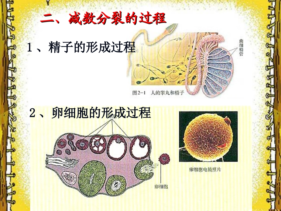 减数分裂和受精作用(高一上课)_第3页