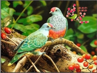 《珍珠鸟》课件（17页）