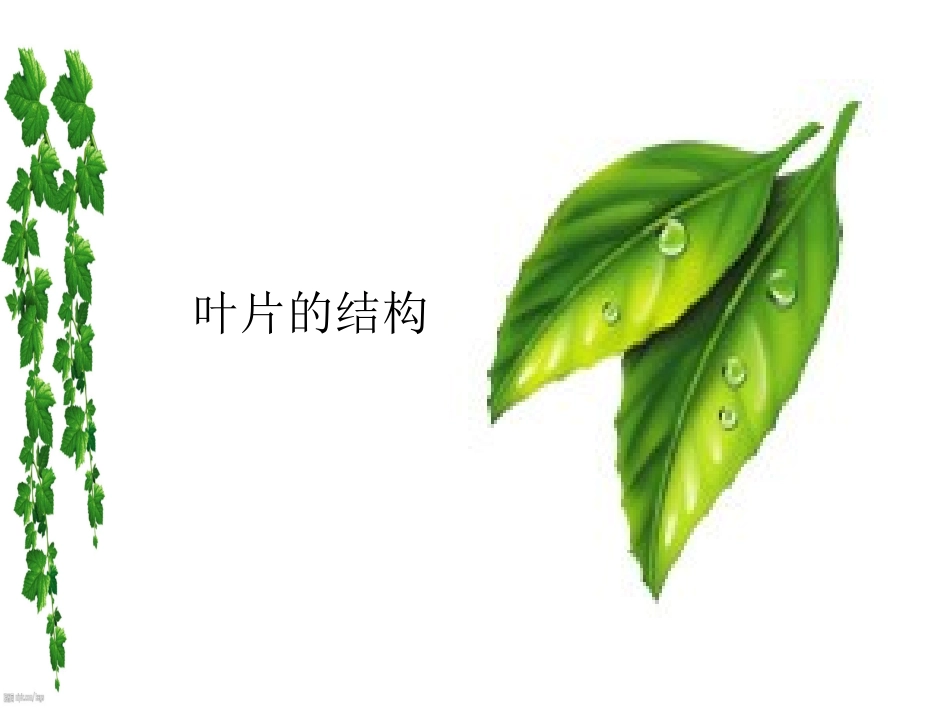 植物光合作用的场所_第2页