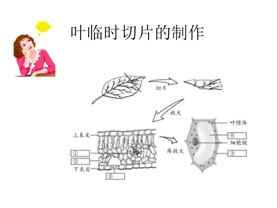 植物光合作用的场所_第3页