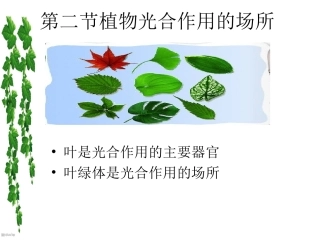 植物光合作用的场所