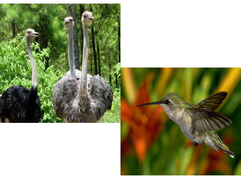 克和千克的认识新_第1页