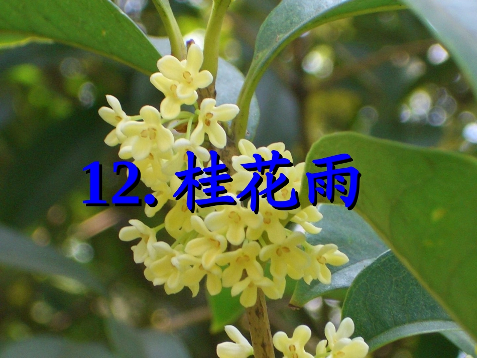 桂花雨 (2)_第1页