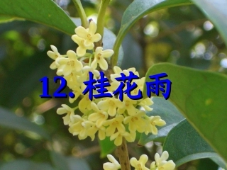 桂花雨 (2)