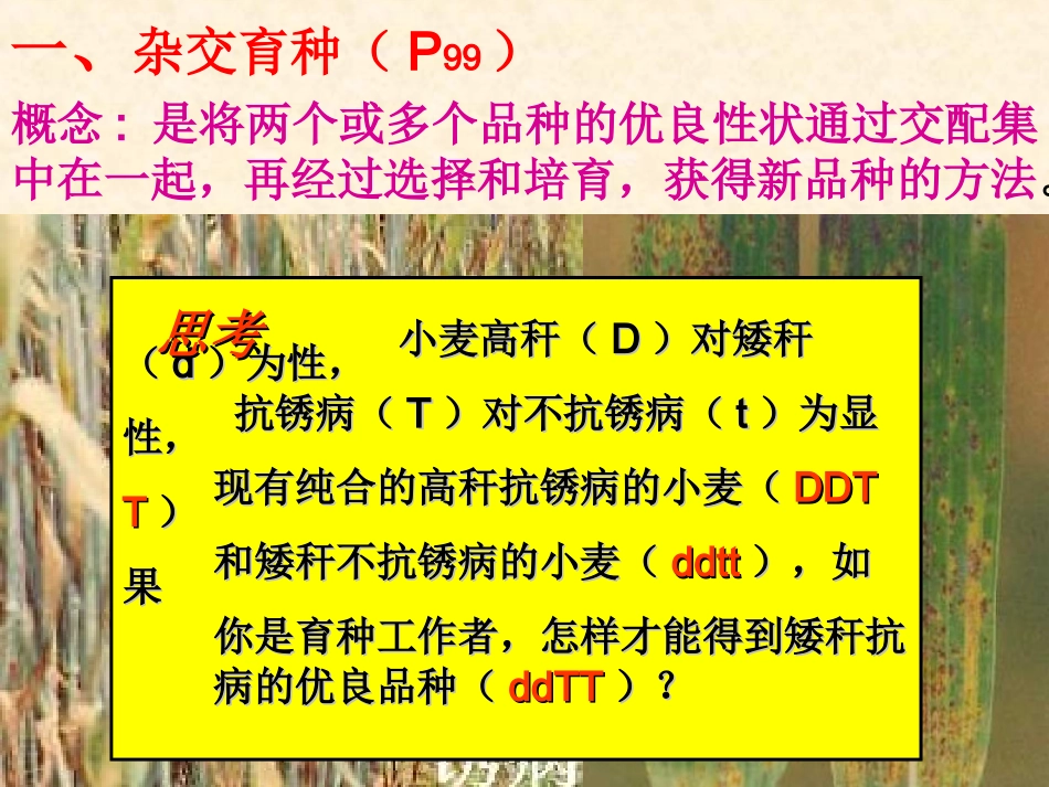 【生物】61__杂交育种与诱变育种_课件2(人教版必修2)_第2页