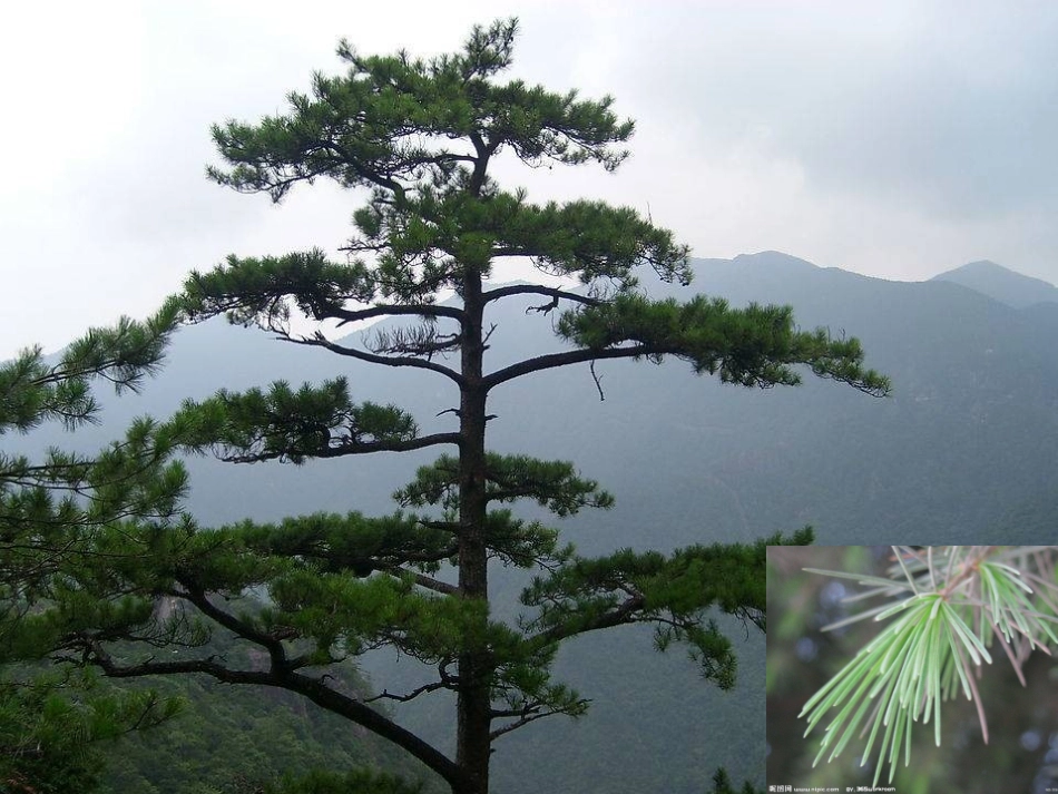 《青松》课件_第1页