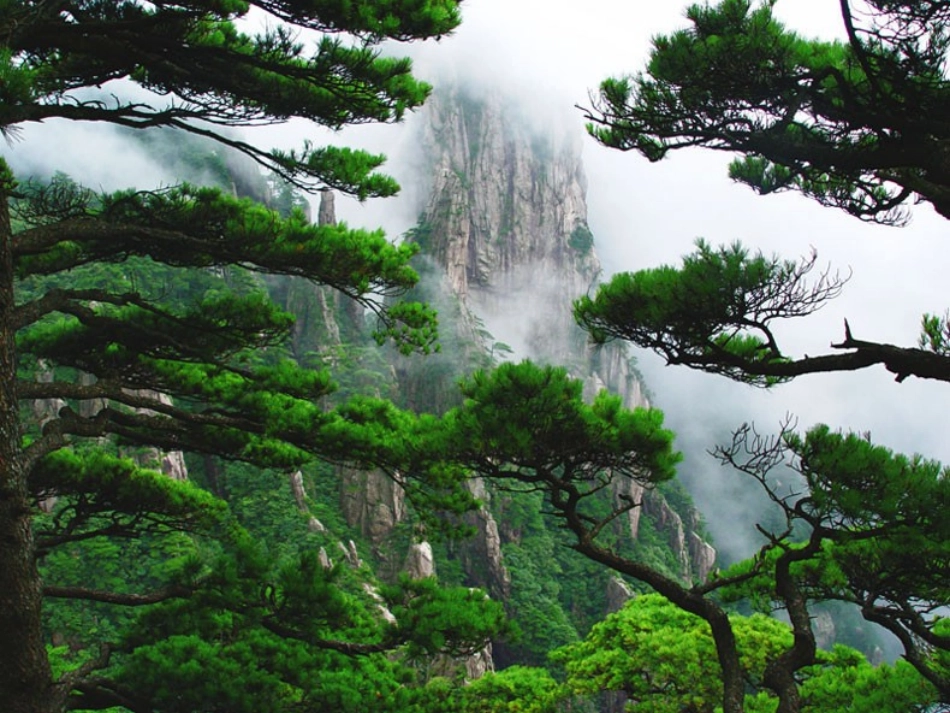 《青松》课件_第2页