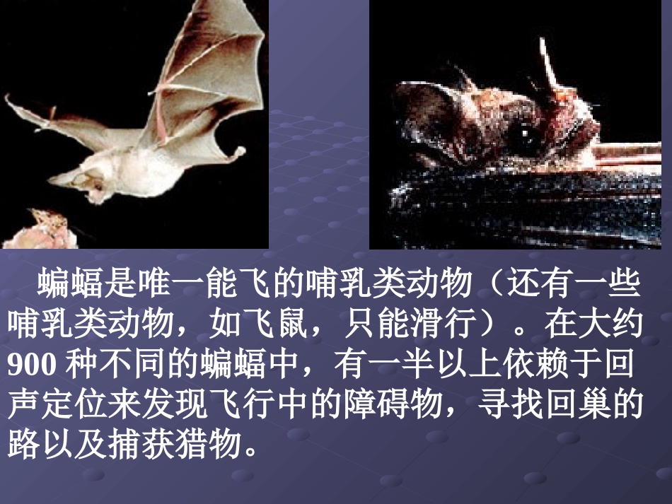 蝙蝠和雷达四年下册语文_第2页